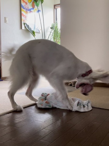 タオル見てるワンコ口の皮膚がビラビラ