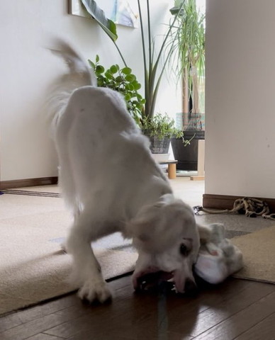 タオル噛んでるワンコ