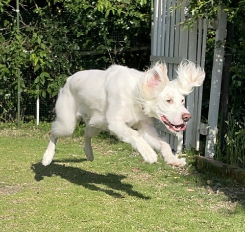 飛んでるワンコ斜め横から