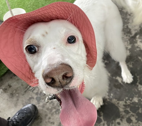 帽子かぶってるワンコ