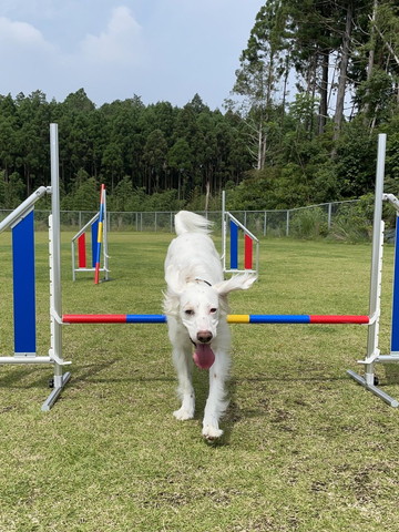 ハードル飛んでるワンコ