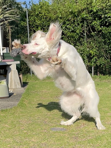 2足立ちしてガオーしてるワンコ