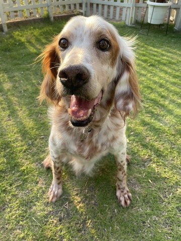 お座りして笑顔ワンコ