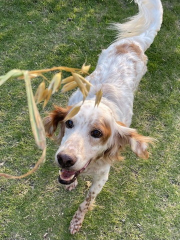 葉っぱ見てるワンコ