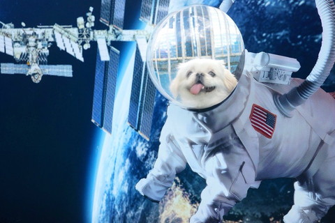 宇宙とワンコ