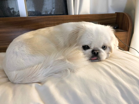 ベッドにいるワンコ