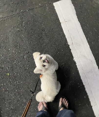 見上げてるワンコ