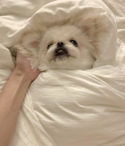 布団にくるまれたワンコ