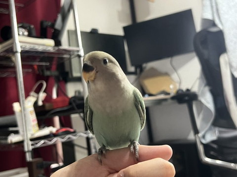 指に緑インコ