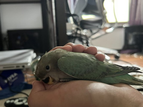手のひらで包まれるインコ