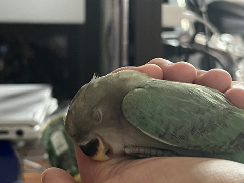 寝てるインコ