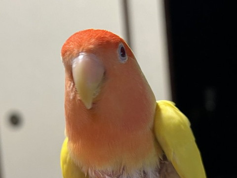 オレンジインコアップ