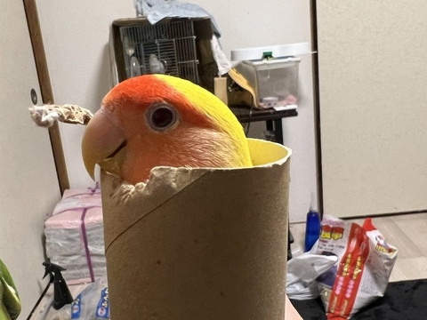 トイレットペーパーの芯にはいってるインコ横から