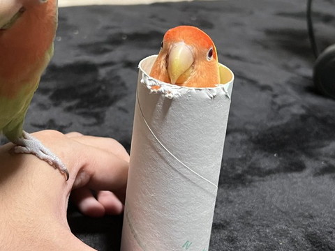トイレットペーパーの芯にはいってるインコ前から