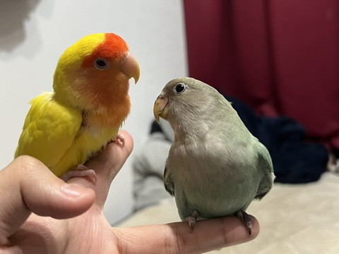 見つめ合うインコ