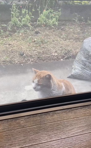 外にいる野良猫