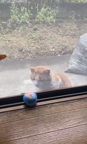 ボールを見る野良猫