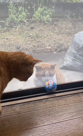 ボールを見る野良猫と家猫