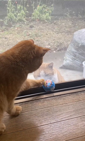 ボールをさわる茶トラ猫