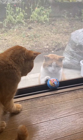 ボールをさわろうとする野良猫