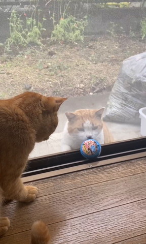 ボールの匂いかぐの猫