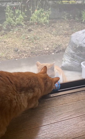 ボールに顔近づける茶トラ猫