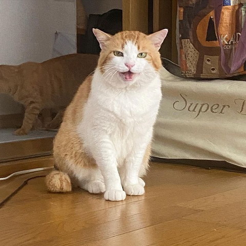 鳴いてる茶白猫