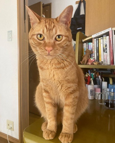 茶トラ猫お座り