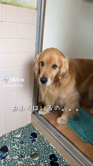 上目遣いの犬