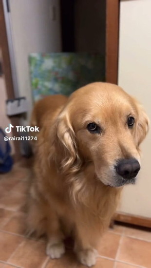 何か言いたそうな犬