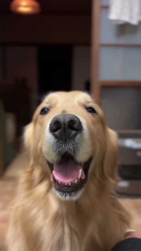 すてきな笑顔の犬