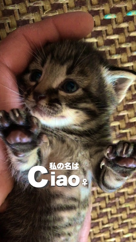 壁から猫