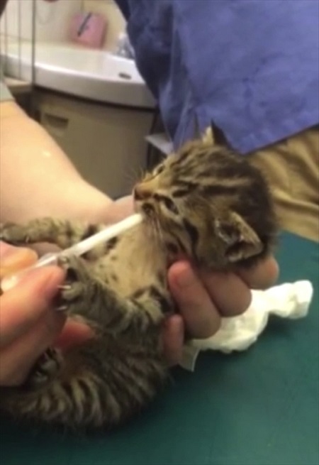 壁から子猫を救助