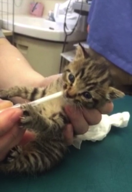 ミルクを飲む子猫