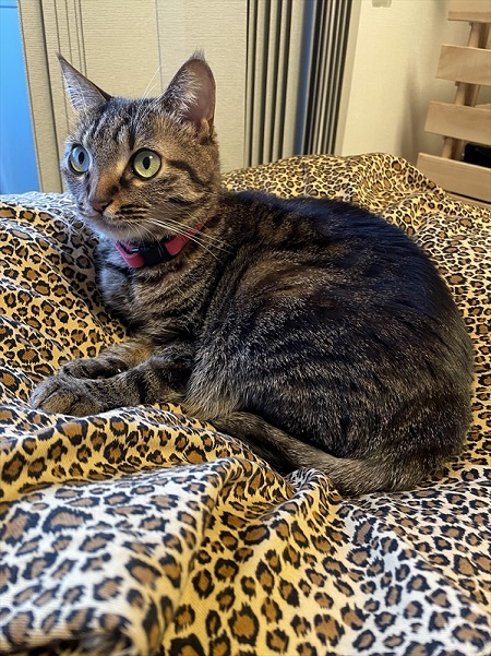 ヒョウ柄ベッドと猫