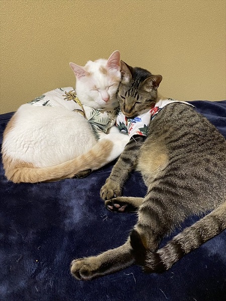 同居猫と眠る猫