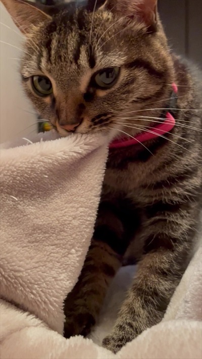 ふみふみする猫