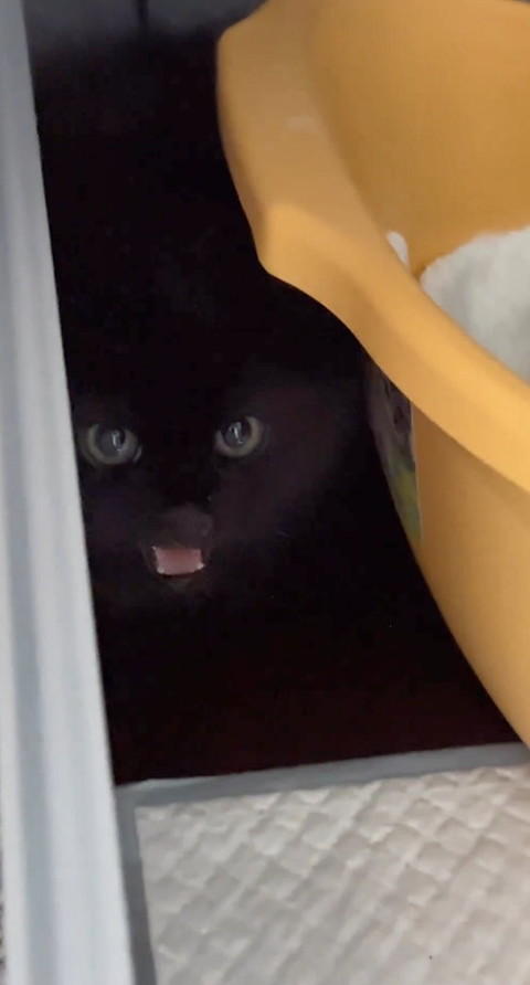 猫