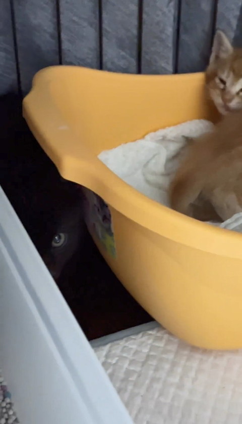 猫