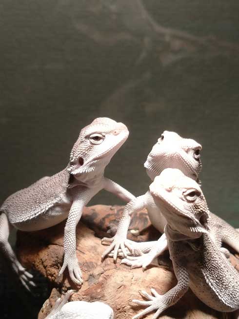かっこいいフトアゴヒゲトカゲ