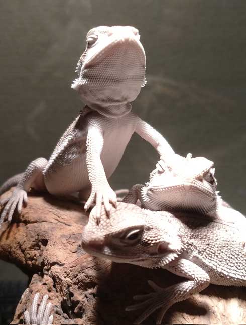 かわいいフトアゴヒゲトカゲ