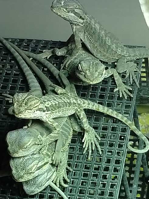 重なるフトアゴヒゲトカゲ