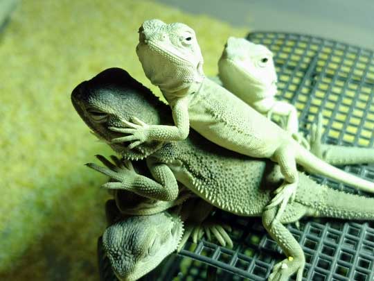 カメラ目線のフトアゴヒゲトカゲ