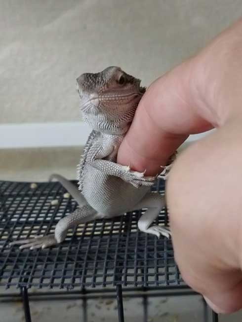ハグするフトアゴヒゲトカゲ