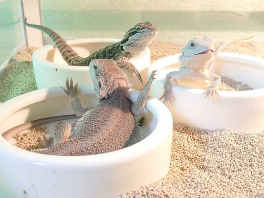 皿に入るフトアゴヒゲトカゲ