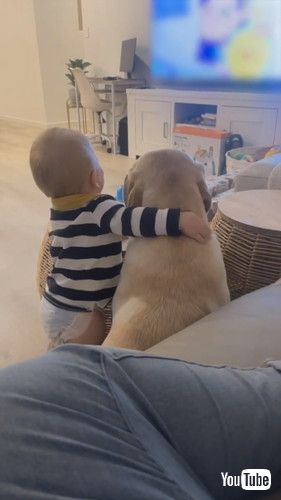 「Toddler And Labrador Love to Spend Time Together - 1426203」