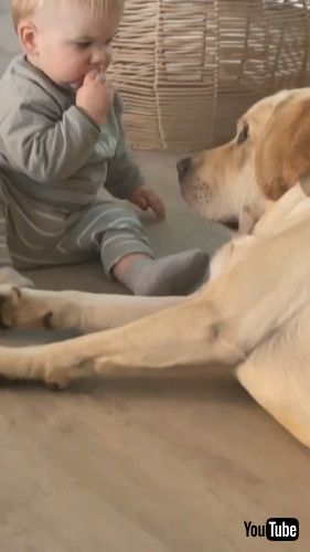 「Toddler And Labrador Love to Spend Time Together - 1426203」