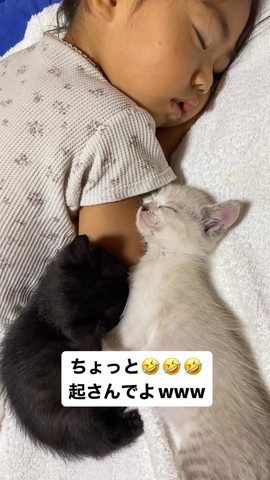 赤ちゃんと子猫たち
