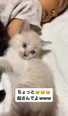 画面右見る子猫