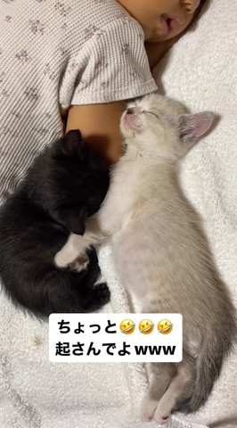 子猫たちアップ
